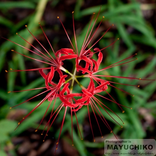 巾着田の曼珠沙華