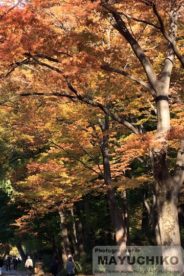 石神井公園