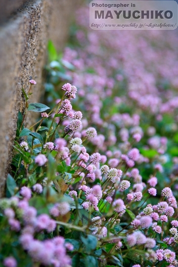 何の花？