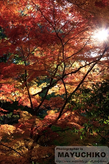 石神井公園散歩