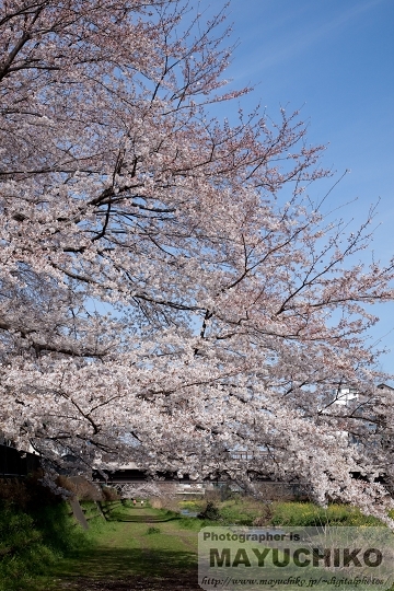 野川の桜