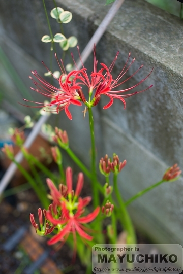 我が家の曼珠沙華