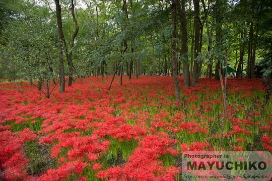 巾着田の曼珠沙華2012