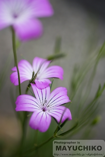 うすむらさきの花