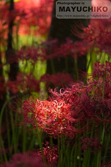 曼珠沙華