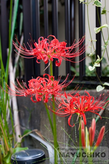 我が家の曼珠沙華