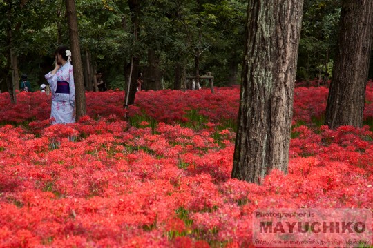 巾着田の曼珠沙華